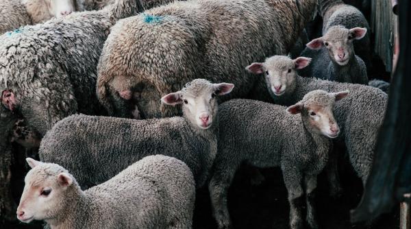 Trei români, reţinuţi pentru furtul mai multor capre de la o stână