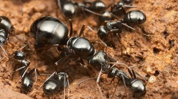 Edward O. Wilson, tatăl biodiversităţii, a murit la 92 de ani