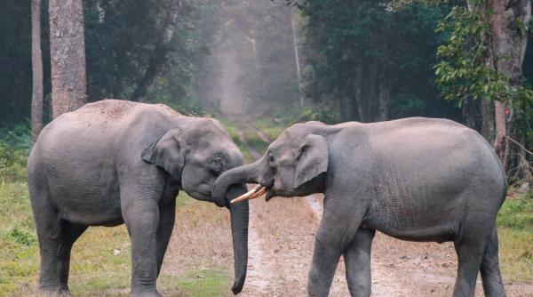 O turmă de elefanţi sălbatici a doborât un zid de beton şi a pătruns într-un parc zoologic