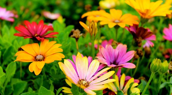 Horoscop floral. Află ce floare ți se potrivește în funcție de zodie