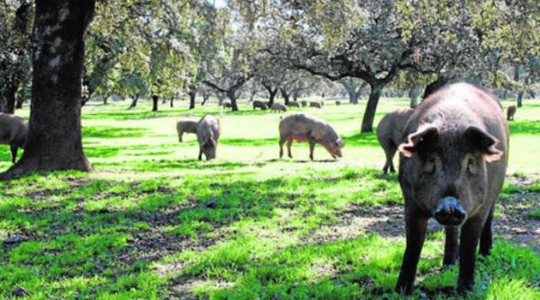 Spania. Un român, prins de polițiști cu doi porci, pe care îi furase de la o fermă. Hoțul nu era la primul jaf de animale