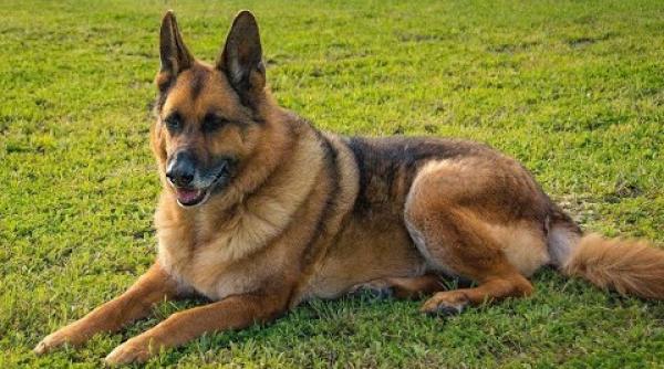 Un câine a condus poliția la locul unde stăpânul lui zăcea rănit, în urma unui accident rutier