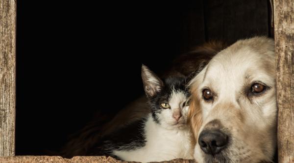 Spania. Noi drepturi pentru animalele de companie. Cine păstrează câinele sau pisica în cazul unui divorț al stăpânilor