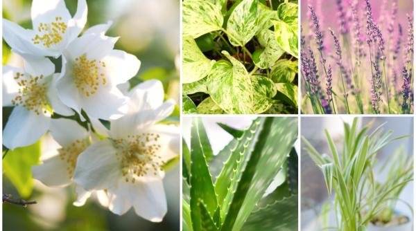 Ce plante trebuie să ai în dormitor ca să dormi mai bine. Alege măcar una din cele 7 pentru un somn de bebeluș