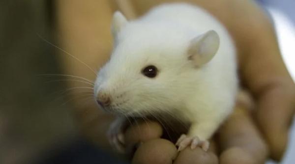 Elveția, vot pentru interzicerea testării pe animale