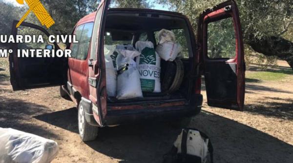 Măslinele, noile „diamante“ pentru românii din Spania: Fermierii, terorizați de furturile pe bandă rulantă