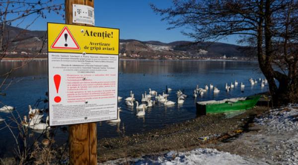 Gripa aviară a reapărut în România. Boala a fost confirmată