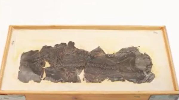 Descoperire unică în Europa. Cercetătorii români se pot lăuda cu o premieră internațională