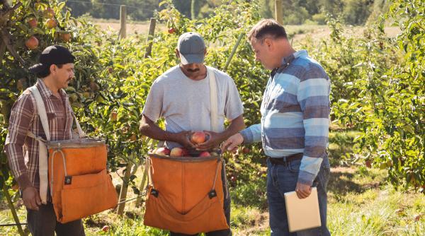 Românii nu mai sunt atrași să lucreze în agricultură, în Italia: „Viața s-a scumpit”