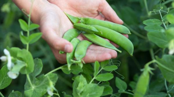 Românii au la dispoziție peste o sută de locuri de muncă în Danemarca și Portugalia, la cules de mazăre 