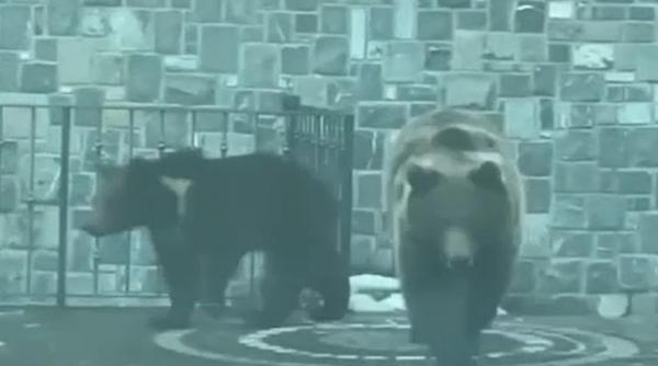 Familie de români, cu patru copii, s-a întâlnit cu doi urși în fața hotelului în care era cazată