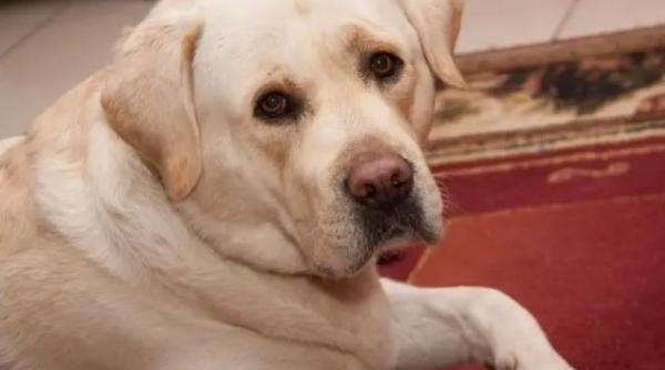 Cum să curățați, rapid, covorul de părul animalelor de companie. În doar trei minute și cu un truc simplu, casa va străluci