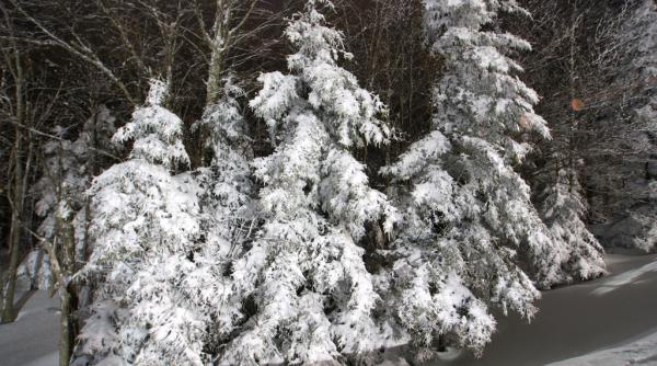 Prognoza meteo, 24 februarie: Cod galben de vânt şi ninsori. Se întoarce iarna în România