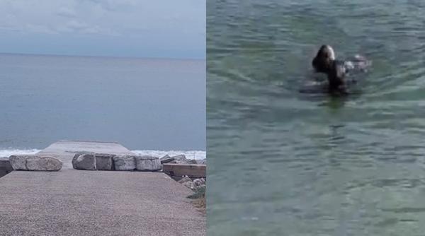 Italia. Tânăr român, salvat ca prin minune din apa înghețată a mării 