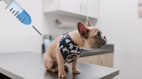 Australia a dezvoltat un vaccin împotriva coronavirusului pentru animale