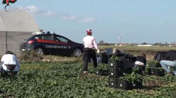 Italia. Muncitori români, exploatați până la epuizare pe salarii mizere: Ori s-a făcut așa cum au dictat "caporalii", ori au fost concediați