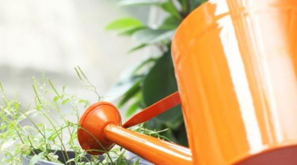 Dizolvă câteva pastile de aspirina și stropește plantele de cameră. Vei fi uimit de rezultat, iar vecinii te vor invidia