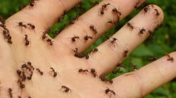 Cum putem scăpa de furnicile din casă cu un insecticid natural, făcut în bucătărie: Bicarbonatul și lămâia au concurență
