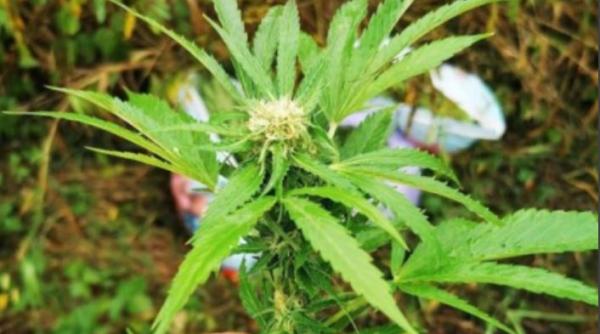 Plantație de canabis, descoperită într-o casă închiriată din Brăila. Chiriașii, ajutați de proprietar să cultive plantele