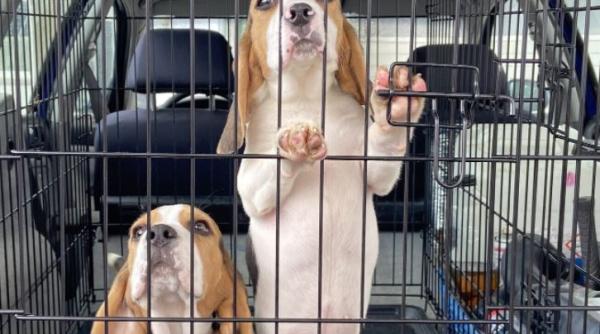 Afacere eșuată pentru un român din Germania: A încercat să vândă căței Beagle aduși din România, dar a fost luat pe sus de poliție