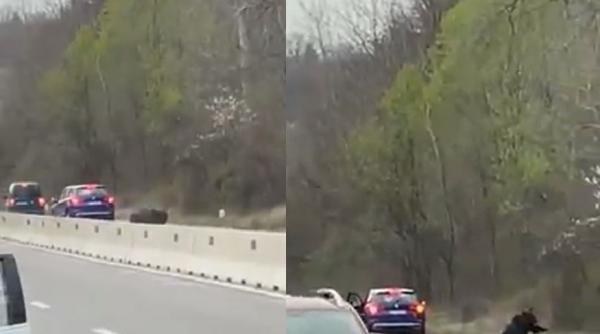 Un urs a fost lovit de două mașini, după ce a pătruns pe DN1. Șoferii, testați cu aparatul etilotest