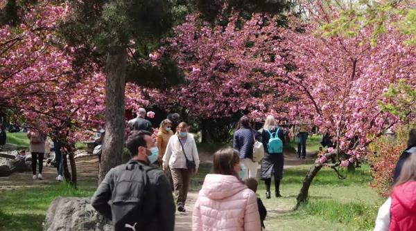București. Sărbătoarea primăverii în Grădină Japoneză din Parcul Regele Mihai I (Herăstrău)