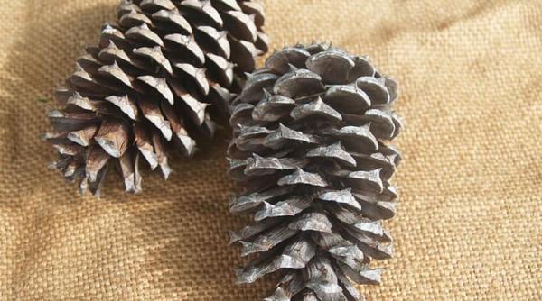 Parfumați-vă casa cu un simplu con de pin. Noi vă dezvăluim secretul cum să o faceți   