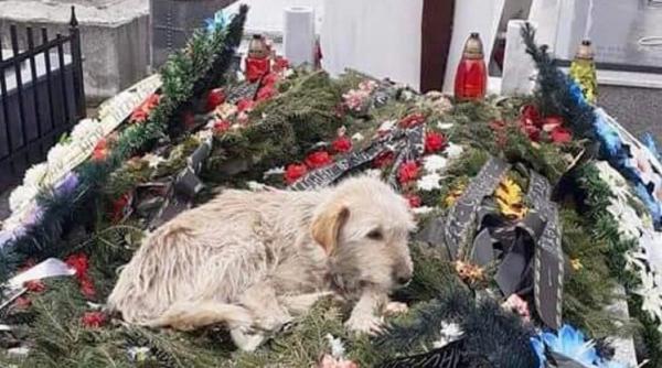 Slatina. Un câine abandonat în cimitir a impresionat o lume întreagă