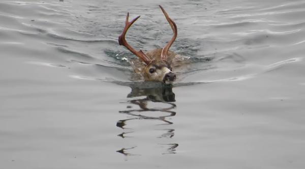 Un pui de cerb le-a dat mari emoții pompierilor din Cluj. Acesta a plecat „într-o plimbare” pe lac și nu a mai putut să se întoarcă