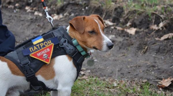 "Glonț" este erou în Ucraina. Câinele pirotehniștilor din Cernihiv a descoperit deja peste 90 de bombe