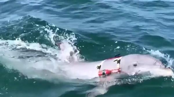 Delfinii militari ai ruşilor, descoperiţi la câțiva kilometri de România