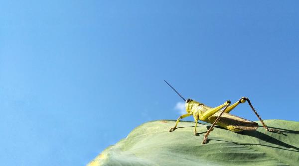 Invazie uriașă de lăcuste pe insula italiană Sardinia