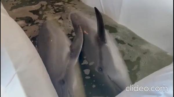 Delfinii de la delfinariul din Harkov, Ucraina, și-au găsit adăpost la Constanța