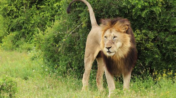 Alertă într-un oraș din România! Un leu se plimbă liber 