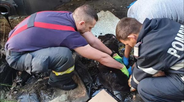 Căţeluşă blocată în smoală, salvată de pompierii din Argeș. Intervenția a durat peste 4 ore