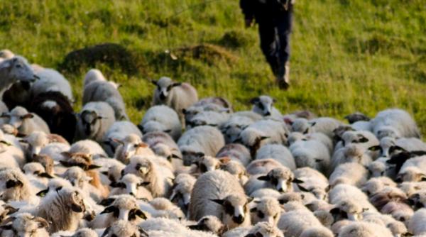 Spania şi România, în topul țărilor cu cele mai mari efective de ovine din UE