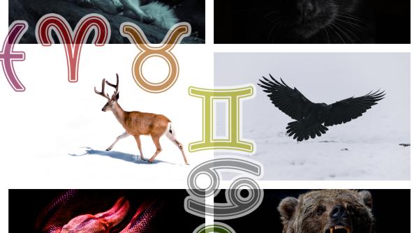 Horoscop mistic. Ce animal spiritual ți se potrivește în funcție de zodia ta? Previziuni complete