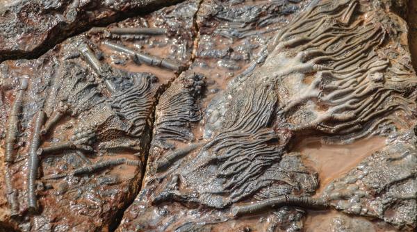 Descoperire paleontologică uimitoare: Au fost găsite rămășițele unei creaturi preistorice de mărimea unui autobuz