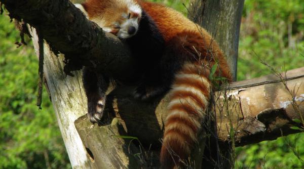 Grădina zoologică din Chester îngheață criogenic la -196°C celulele celor mai rare animale din lume pentru a salva sute de specii de la dispariție