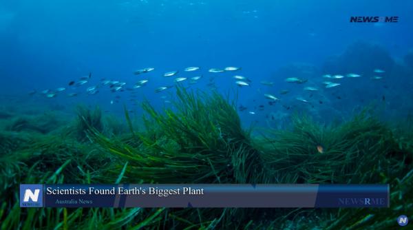 Cea mai mare plantă din lume a fost descoperită în largul coastelor australiene. Este trei ori mai mare decât insula Manhattan