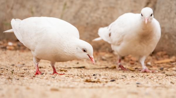 Italia. Un român s-a instalat cu 30 de porumbei de competiție pe un teren ce nu îi aparține: „Era o simplă creștere”