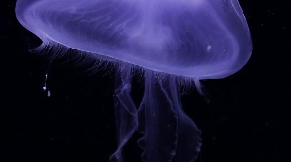 Mergeți în vacanță în Grecia? Aveți grijă la meduzele mov, avertizează specialiştii în biodiversitate  