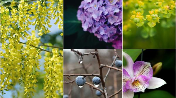 Plantele care devin vampiri energetici. Atenție cum alegeți și ce țineți în casă