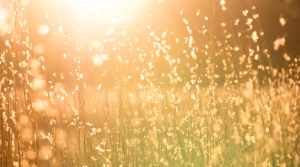 Secetă moderată spre extremă pe suprafeţe agricole extinse din Dobrogea, Muntenia, Oltenia şi Transilvania