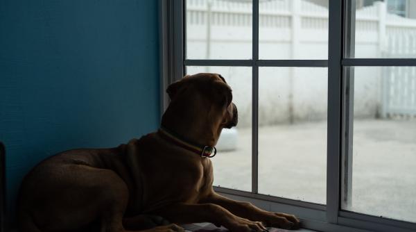 Tulcea: Două adolescente care plimbau doi Labradori au fost atacate de un câine din rasa Mastiff