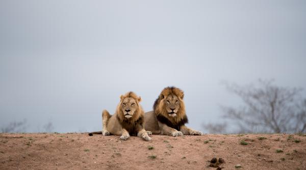 UPDATE. Alertă într-un oraș din România: Doi lei au scăpat de la Zoo