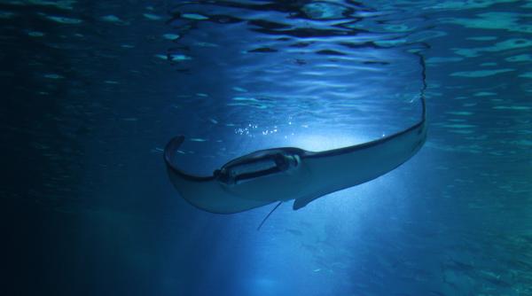 O pisică de mare uriașă stabilește recordul mondial pentru cel mai mare pește de apă dulce