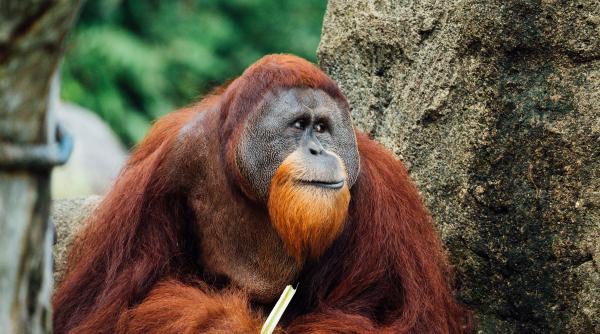 Un urangutan a fost filmat trăgând dintr-o țigară la o grădină zoologică. După câteva fumuri, o stinge ca un fumător înrăit - VIDEO