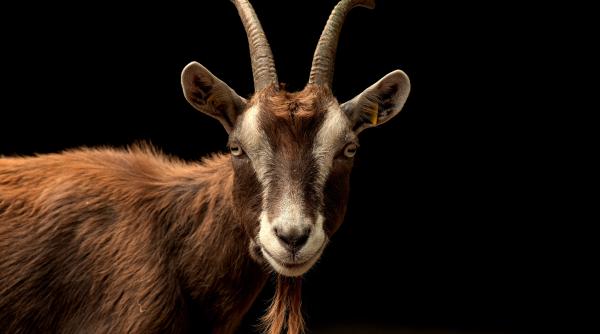 Ucraina. O capră a declanșat o capcană cu grenade, care a rănit cel puțin 40 de militari ruși