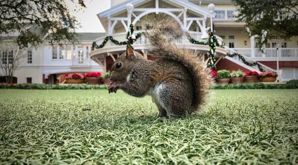 Moment amuzant în care o femeie îngrozită încearcă să scoată o veveriță din casa ei. Râzi cu lacrimi - VIDEO